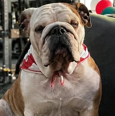 Bulldog de Lyon Gym con pañuelo